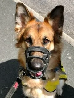 Dog wearing a muzzle and a small jacket, standing on a sidewalk.