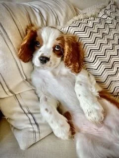 A cute puppy with brown ears and white fur lying on a couch with striped and zigzag patterned pillows.