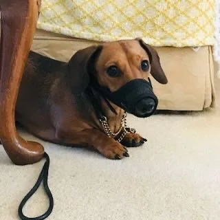 a dachshund dog wearing a black nose-shaped mask, lying on a beige carpet near a bed with a yellow and white patterned blanket, and a wooden furniture leg nearby