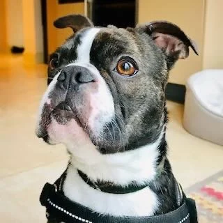 Close-up of a Boston Terrier with a black harness, indoors in a home setting.