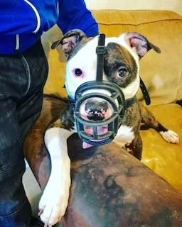 A dog wearing a gas mask sitting on a couch. Someone is petting the dog. The dog has a brindle and white coat.