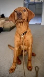A brown dog sitting on the floor indoors, looking up.
