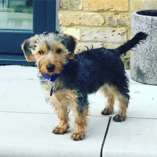 Small black and tan puppy with scruffy fur standing on a porch in front of a brick wall and a planter