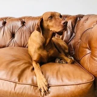 A brown dog sitting on a tan leather sofa.
