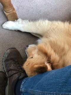 A large, fluffy dog lying on a carpeted floor next to a person's leg. The dog appears relaxed, with its head resting near the person's foot.