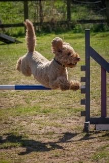Dog jumping over an agility hurdle in a grassy outdoor area