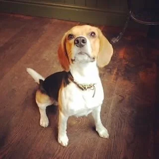 A beagle dog standing on a wooden floor, looking up at the camera.