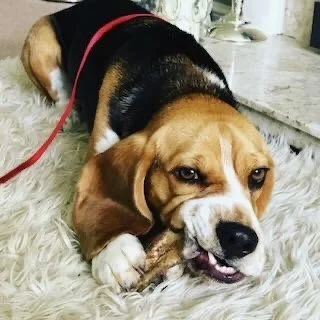 A beagle dog lying on a white fluffy rug.