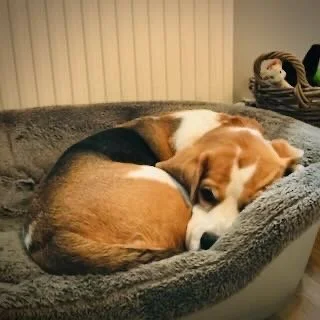 A beagle dog curled up and sleeping in a gray pet bed.