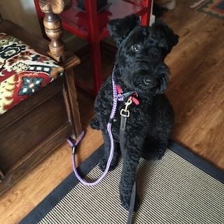 A black dog with a pink collar sitting on a rug near a wooden table and red chair.