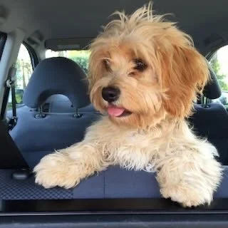 Cute tan and white puppy with fluffy fur sticking its head out of a car window
