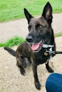 Black and brown dog sitting on a gravel path with green grass in the background