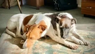 Two dogs lying on a rug, resting together indoors.