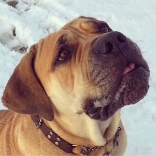 Close-up of a brown dog with a black nose and droopy face, sticking out its tongue, outdoors in the snow.