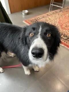 Close-up of a black and white dog looking up, indoors with a rug and furniture in the background.