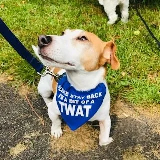 Dog wearing a blue bandana with white text, sitting on grass during daytime.