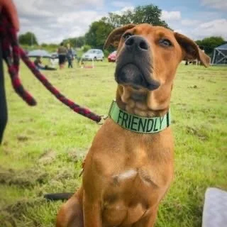 A brown dog with a green collar that says 'FRIENDLY' sitting on grass at an outdoor event with cars and people in the background.