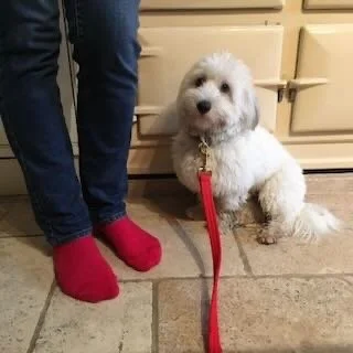 A fluffy white dog sitting on a tiled floor next to a person wearing blue jeans and red socks.