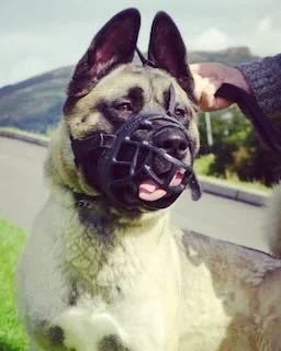 German Shepherd with a muzzle outdoors on a sunny day.