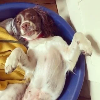 A dog lying on its back in a blue pet bed, smiling with eyes half-closed, paws up, in front of a white door.