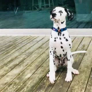 Dalmatian puppy sitting on a wooden deck in front of a glass door