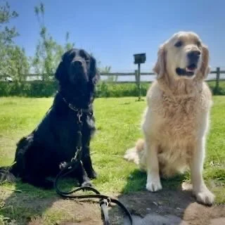 Two Golden Retrievers sitting outdoors on grass with trees, a wooden fence, and a blue sky in the background.