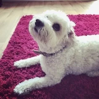 White dog lying on a pink rug, looking up at the camera.