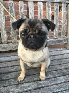 A small pug dog standing on a wooden deck in front of a brick wall.