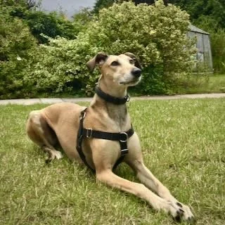 A tan dog with a black harness lying on grass in a yard, trees and a shed in the background.