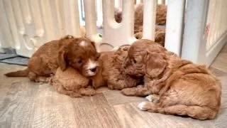 Three puppies lying on the floor near a white picket fence, cuddling.