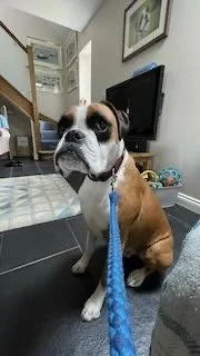 A brown and white bulldog sitting on the floor with a blue leash, inside a living room with stairs, a TV, and framed pictures on the wall.