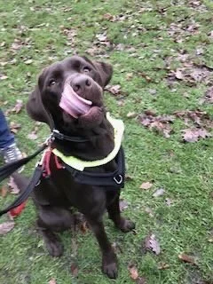 A smiling black Labrador Retriever sitting on grass with fallen leaves, wearing a harness and being held by a leash.