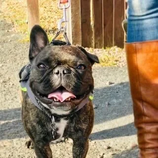 A happy brindle French Bulldog with its tongue out, standing outside near a person's legs wearing blue jeans and tall brown boots, with a wooden fence and sunlight in the background.