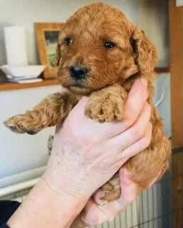 Small brown puppy being gently held in a person's hand