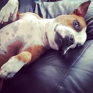 A dog lying on its side on a dark surface, relaxing with one eye partially closed.