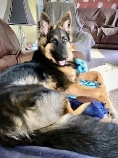 Young German Shepherd puppy lying on its side on a person's lap in a cozy living room.