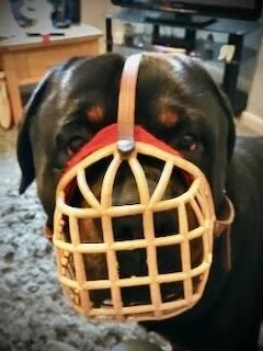 A large black dog with a brown patch above each eye wears a red muzzle. The dog is indoors, near a wooden table and chair.