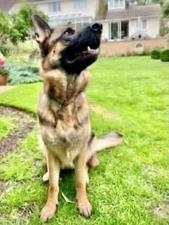A German Shepherd dog sitting on a grassy lawn with a building and trees in the background, looking upward.