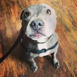 Gray pit bull dog with a black collar looking up at the camera, standing on a wooden floor.