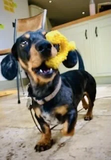 A small black and tan dog with floppy ears standing on a kitchen floor, holding a yellow flower in its mouth.