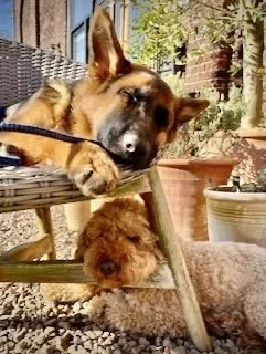 A dog resting its head on a patio table with another smaller dog sitting close underneath.