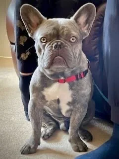 A French Bulldog puppy with gray fur and a white chest, sitting indoors on a carpeted floor with part of a person's leg visible behind it.