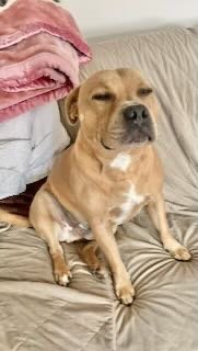 A tan dog sitting on a beige couch, with pink blankets nearby.