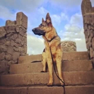 German Shepherd dog sitting on stone steps outdoors with cloudy sky in background.