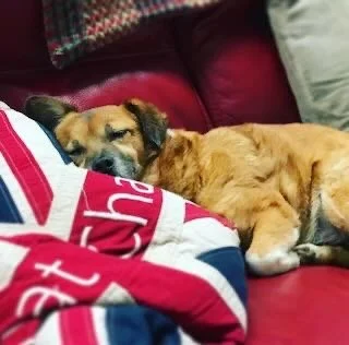 A small brown dog sleeping on a red couch next to a person wearing a red, white, and blue shirt.