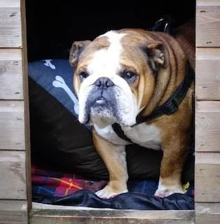 Bulldog with a serious expression sitting on a blanket inside a wooden doghouse