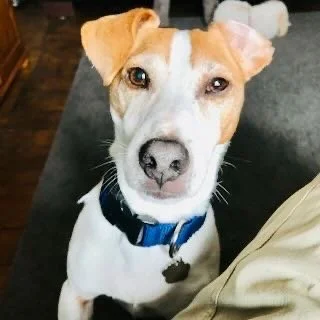 Close-up of a dog with one eye winking, wearing a blue collar inside a home.
