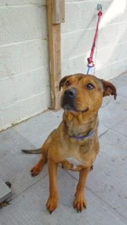 A brown dog sitting on a concrete floor near a wall and a wooden post, with a pink leash attached to its collar.