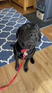 Black dog with a red collar and leash sitting on a blue patterned rug in a room with wooden flooring and furniture.