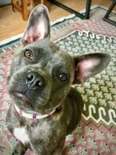 A brindle pitbull mix with one ear up and one ear flopped over, sitting on a patterned area rug in a room.